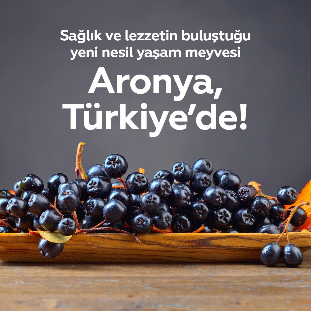 Aronia Meyvesi Nedir Aronya Meyvesi Neye İyi Gelir Aronia Meyvesi Nedir Aronya Meyvesi Neye İyi Gelir