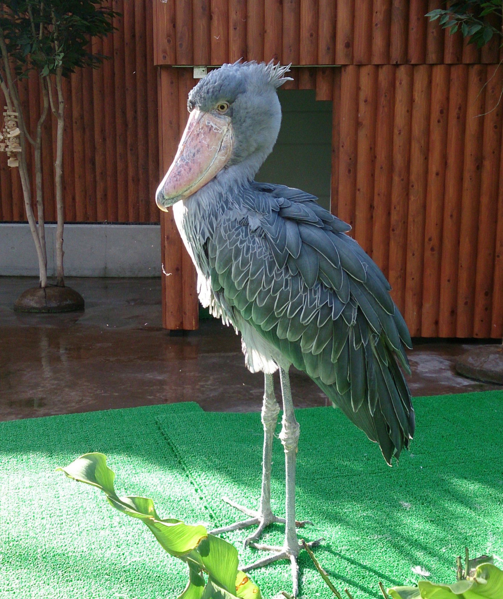 水色 Ar Twitter 掛川花鳥園 行ってきました こちらはハシビロコウのふたばちゃん 羽繕いしたり お魚を食べたりアクティブでした たくさんのインコちゃんとふれあい バードショーを楽しみ 楽しい1日を過ごしました ハシビロコウ 掛川花鳥園 T 水色 Ar Twitter 掛川花鳥園 行ってきました こちらはハシビロコウのふたばちゃん 羽繕いしたり お魚を食べたりアクティブでした たくさんのインコちゃんとふれあい バードショーを楽しみ 楽しい1日を過ごしました ハシビロコウ 掛川花鳥園 T