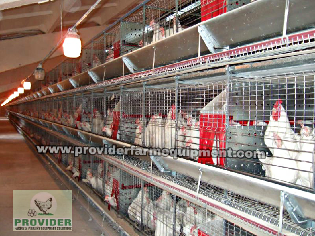 ProviderFarms's tweet photo. Imported and Installed Cages

DM or Whatsapp on 08060310157 to order

Layer Cages, Broiler Breeder Cages, Layer Parent Stock Cages. available. Other cages available on request. https://t.co/hW91whI61Y