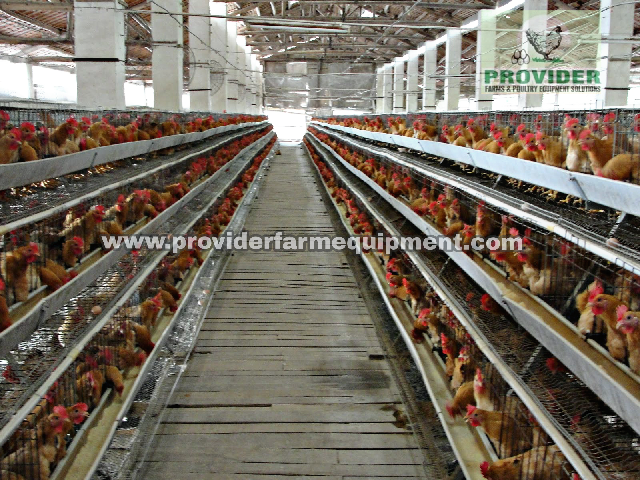 ProviderFarms's tweet photo. Imported and Installed Cages

DM or Whatsapp on 08060310157 to order

Layer Cages, Broiler Breeder Cages, Layer Parent Stock Cages. available. Other cages available on request. https://t.co/hW91whI61Y