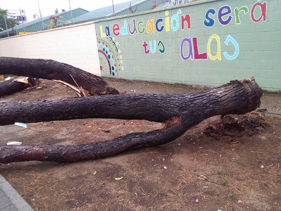 PARTICIPA_SUR's tweet photo. La borrasca tumba tres arboles descuidados por la ley Montoro, no serán  repuestos ni la ley que asfixia a los municipos será derogada por la  triple alianza neoliberal, PPSOEC,S https://t.co/qE2rsKsvqS