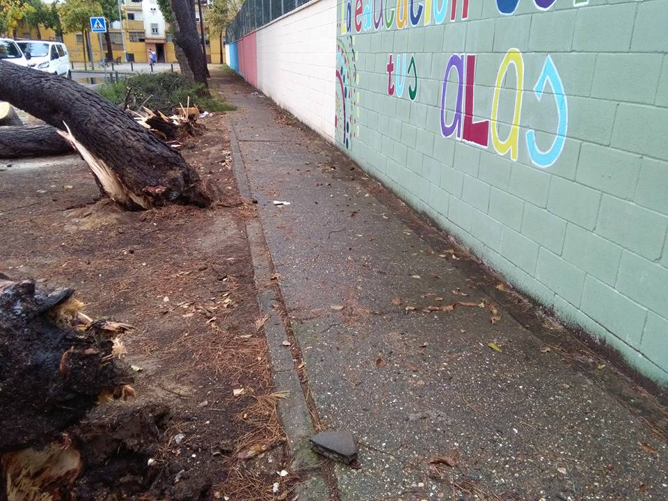 PARTICIPA_SUR's tweet photo. La borrasca tumba tres arboles descuidados por la ley Montoro, no serán  repuestos ni la ley que asfixia a los municipos será derogada por la  triple alianza neoliberal, PPSOEC,S https://t.co/qE2rsKsvqS