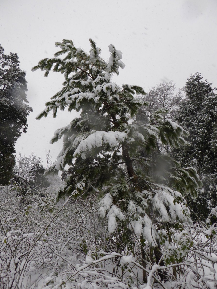 arboretumkalmt's tweet image. met +12 cm sneeuw moeten we onze belangrijkste coniferen vrijwaren van takbreuk door het "schudden van de bomen" #sneeuwkloppen #traditie #allehensaandek