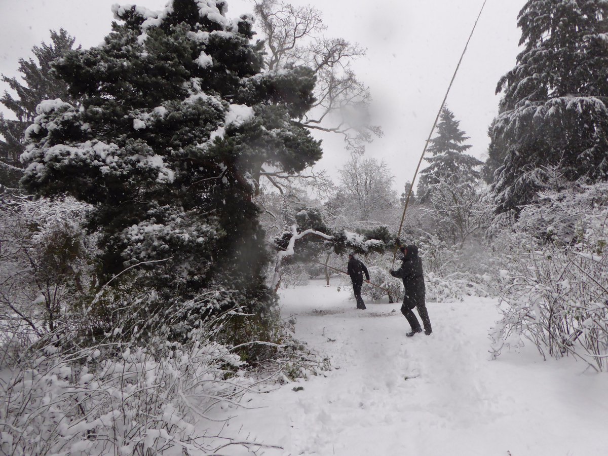 arboretumkalmt's tweet image. met +12 cm sneeuw moeten we onze belangrijkste coniferen vrijwaren van takbreuk door het "schudden van de bomen" #sneeuwkloppen #traditie #allehensaandek