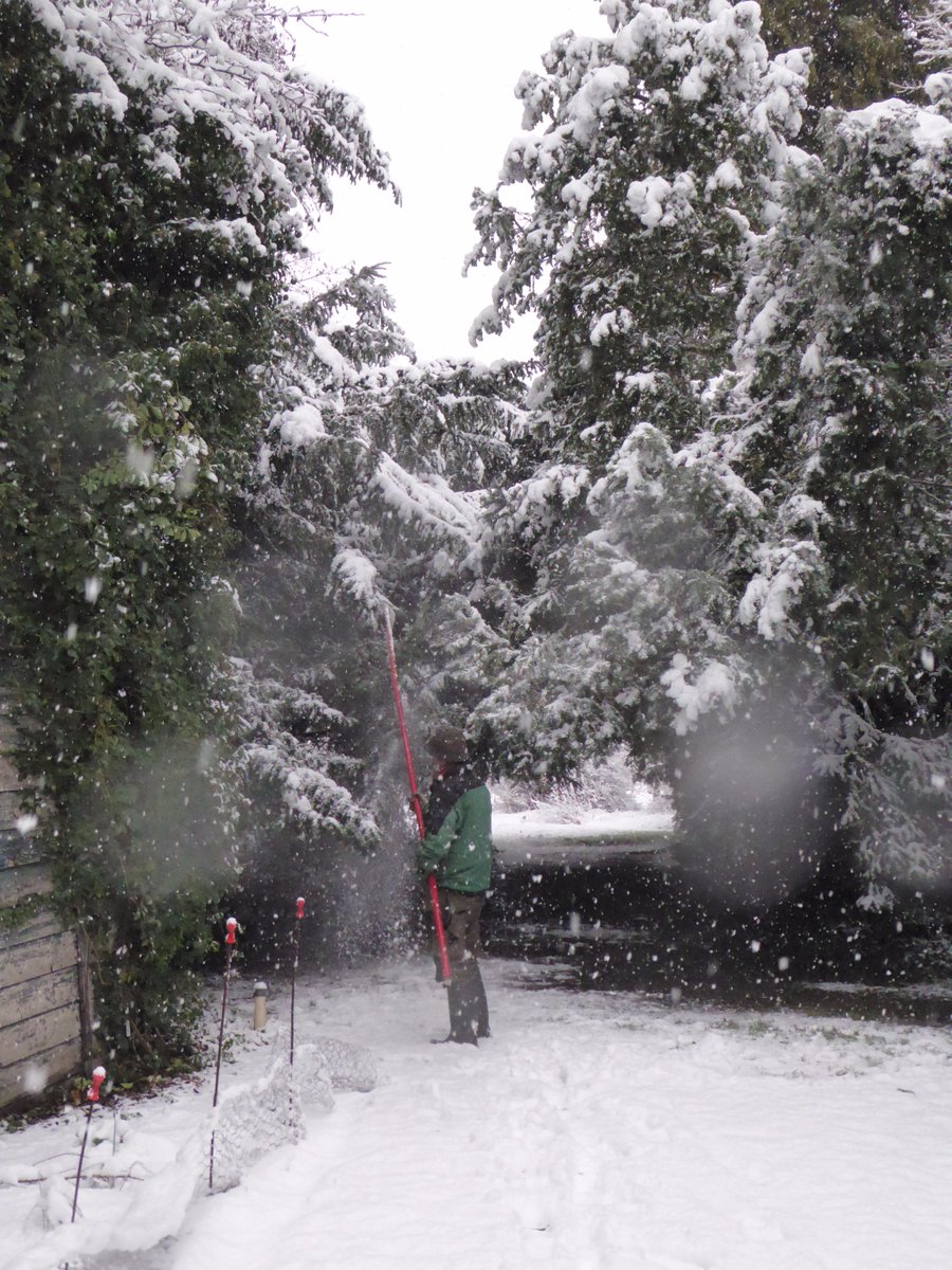 arboretumkalmt's tweet image. met +12 cm sneeuw moeten we onze belangrijkste coniferen vrijwaren van takbreuk door het "schudden van de bomen" #sneeuwkloppen #traditie #allehensaandek