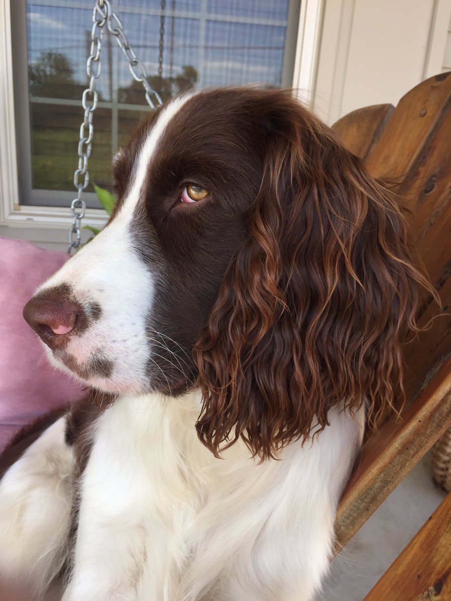 O pelo desse doguinho é melhor do que o meu cabelo