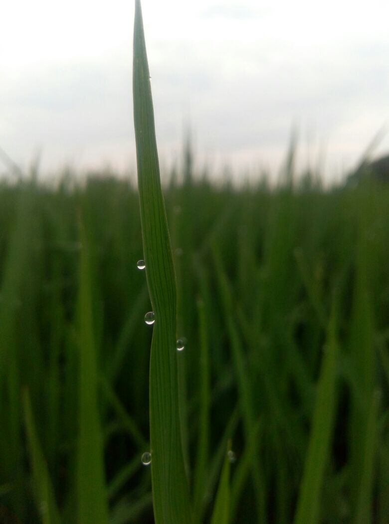 techfest2k17's tweet image. Contest Name : Photography 
Contestant Number :  1
Contestant Name : Sk Shahid Ibrahim