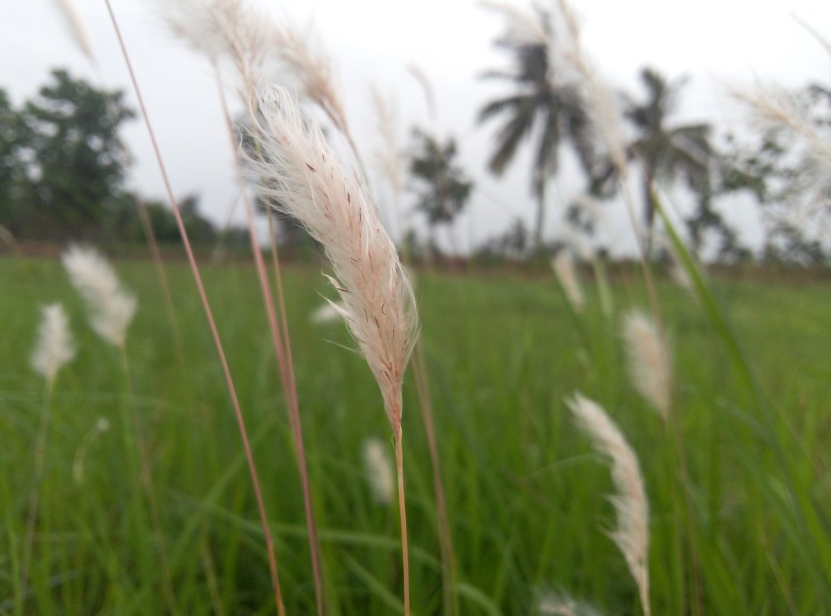 techfest2k17's tweet image. Contest Name : Photography 
Contestant Number :  2
Contestant Name : I Prudhvi