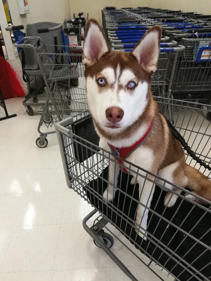 TheOrigDuke's tweet image. Wouldn't let Kelsey go to the store without her. #husky #pamperedprincess