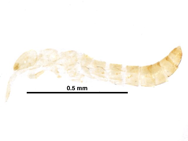 CBGCollections's tweet photo. Did you know that coneheads (proturans) are quadrupeds? Their front legs lost the ability to support their weight and have adapted to function as antennae! #Canada150 #Biodiversity150 https://t.co/31EV3jz5Ju