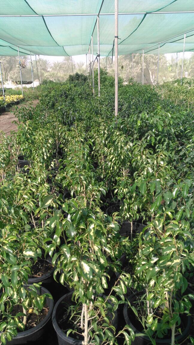 يوجد لدينا تخفيضات  يومي الثلاثاء والاربعاء  لبيع الشتلات في الباص المتنقل لولايه عبري #للتواصل٩٩٧٢٢٢٥٣