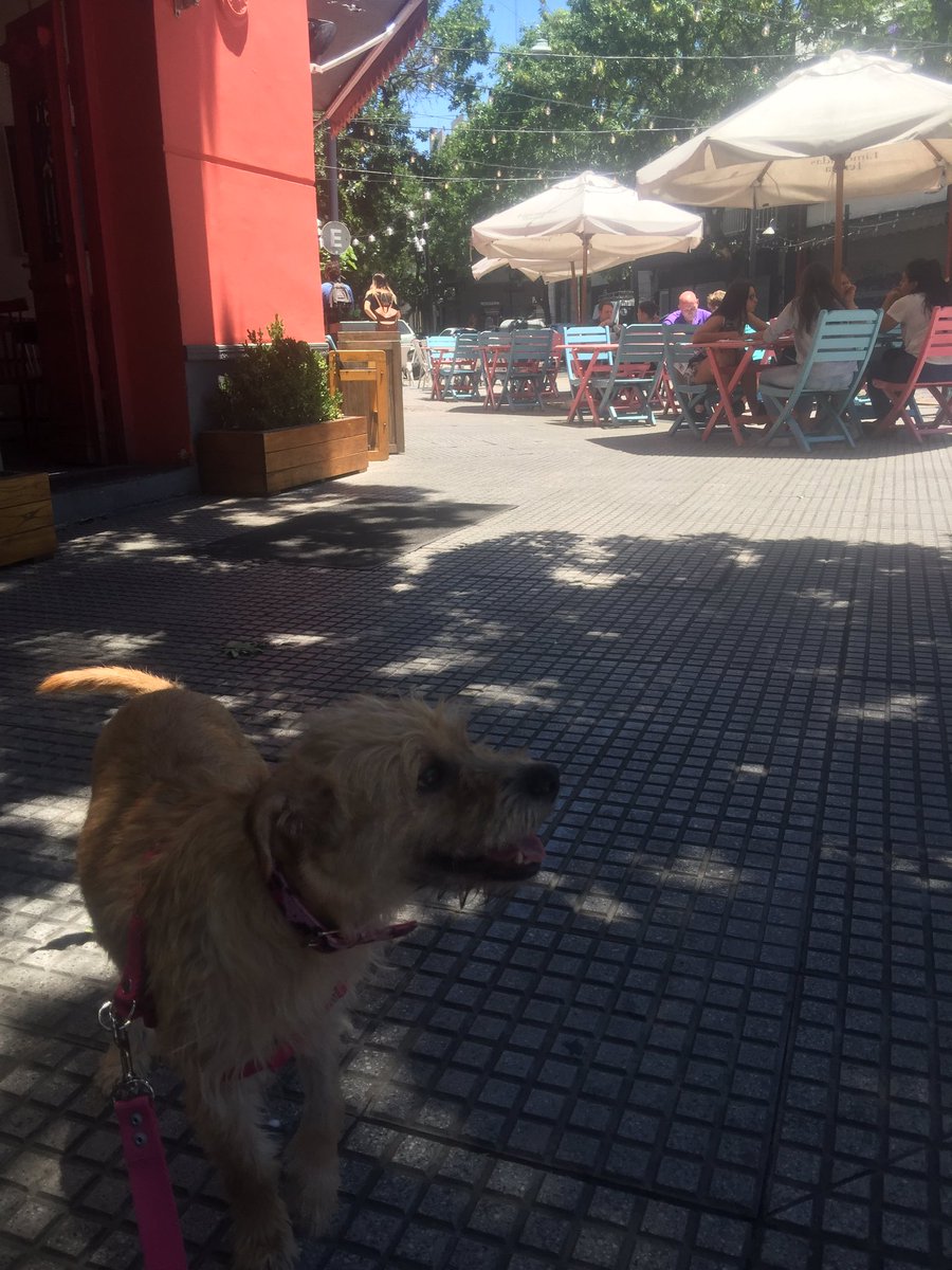 elianacouso's tweet photo. Máxima 😍paseando tras meses de yeso y recuperación #palermostyle #NoCompresAdopta #rescata #tuDescarteMiTesoro https://t.co/Ng7rQIokQz