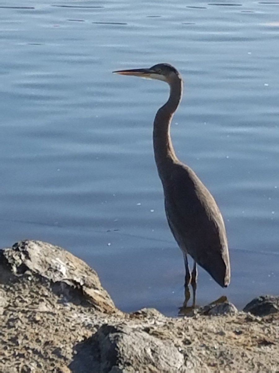 debk132's tweet photo. Great day on Sunday for #wildlife viewing #HellyerPark with 30 #bird species &amp; their #food sources https://t.co/T5qTcRnpi8