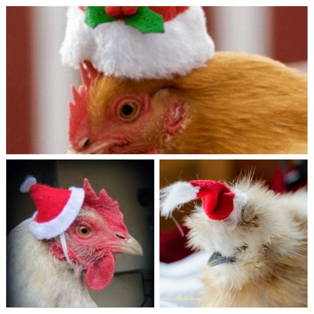 CrewMemberSeven's tweet image. Three great chicks spreading the Christmas spirit in #AlphaBase