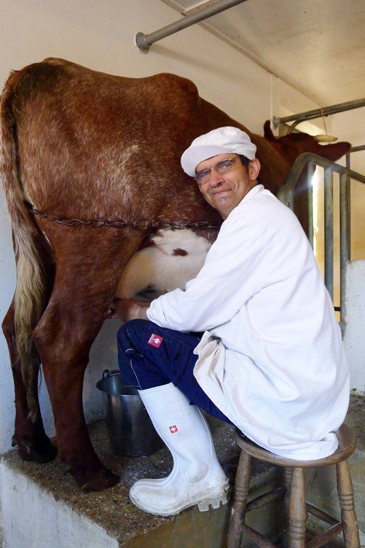 GulliversFarm's tweet photo. All of our #Organic #Cheese is #Milked by hand, right here on our #Farm #Cheese #Cheddar #Local #Artisan #Dorset @SocialEnt_UK https://t.co/2WI8IOvFAr