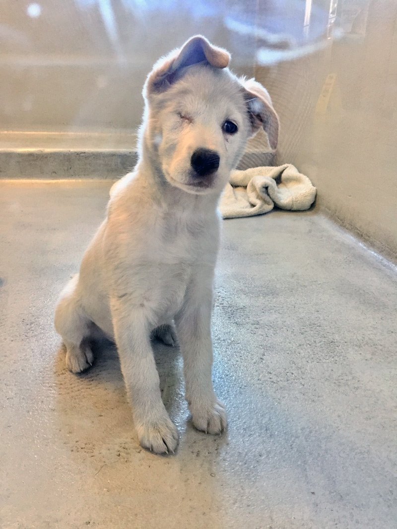 WinnipegHumane's tweet photo. Elle's eye was injured from a dog fight and she was rushed to the WHS. It was damaged beyond repair and WHS vet staff removed it to help ease her pain and swelling. Now Elle is happy, healthy and ready for adoption! Visit her today at the shelter. She'll have her eye on you :) https://t.co/YktNEvT9Qx