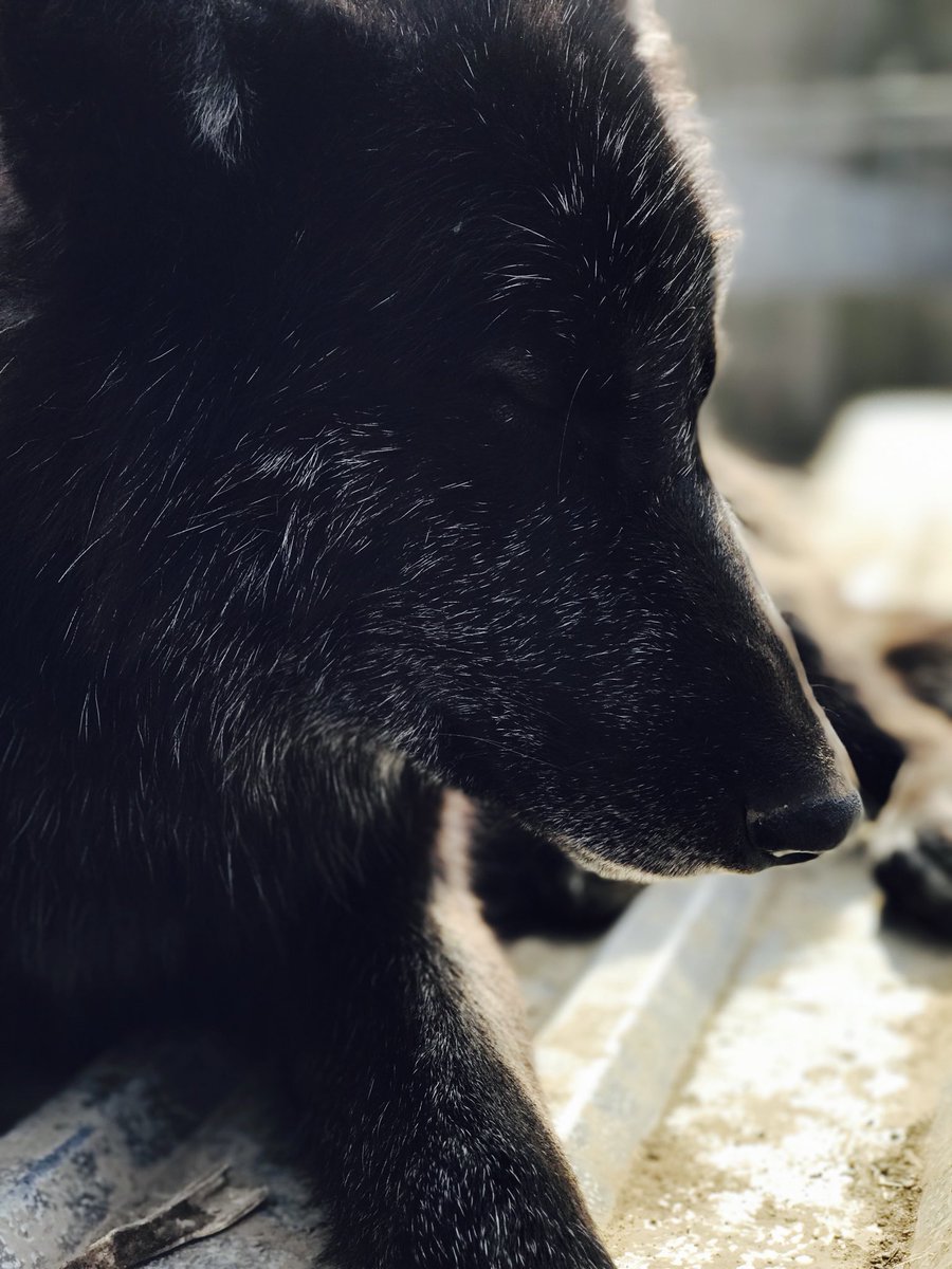 SendWolfPics's tweet image. #wolf #wolves #wolvesoftwitter #sendwolfpics #HowlAtTheMoon this is a photo I took at a wolf sanctuary! I’ll be sharing the photos I took before I find any on the internet! #follow #blackbeauty