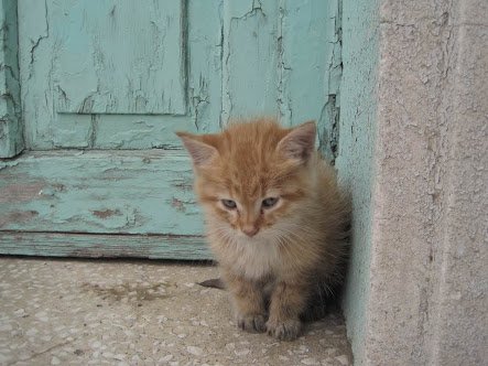 KingKorhan tweet media