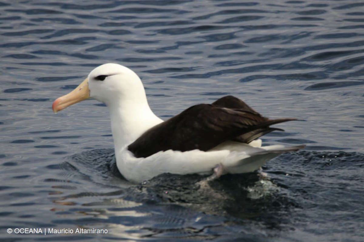 Oceana en Chile tweet media