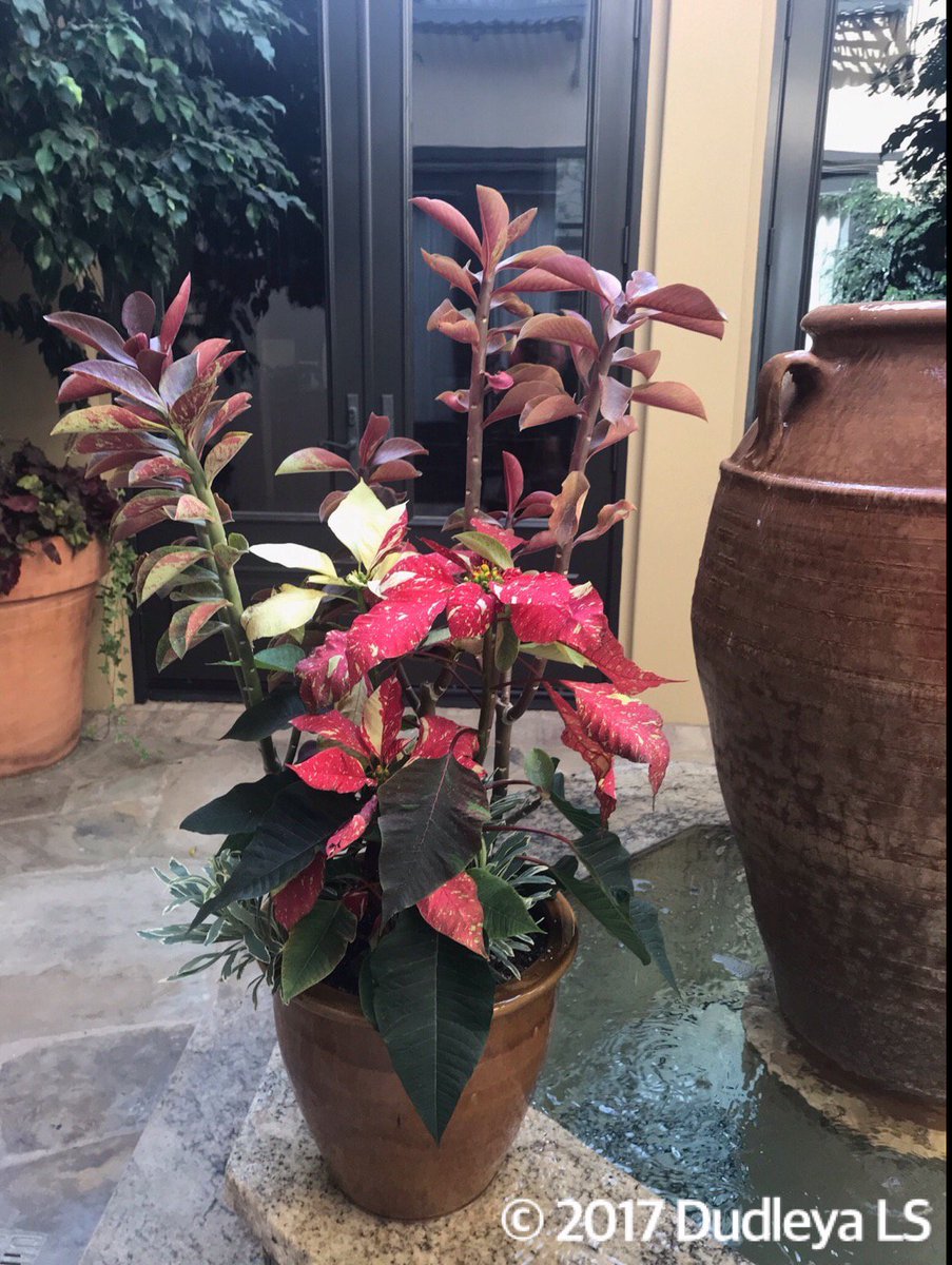 OCDudleya's tweet photo. Have a Merry Christmas All!!! Three most beautiful and amazing #Euphorbias for #Xmas #centerpieces, #Pulcherrima 'Red Glitter,' #Synademium Grantii, and #Characias 'Glacier Blue.' #NewportBeach, Dec 2017. #Succulentcontainers #Christmasflowerarrangements https://t.co/c9GjNs5jUq