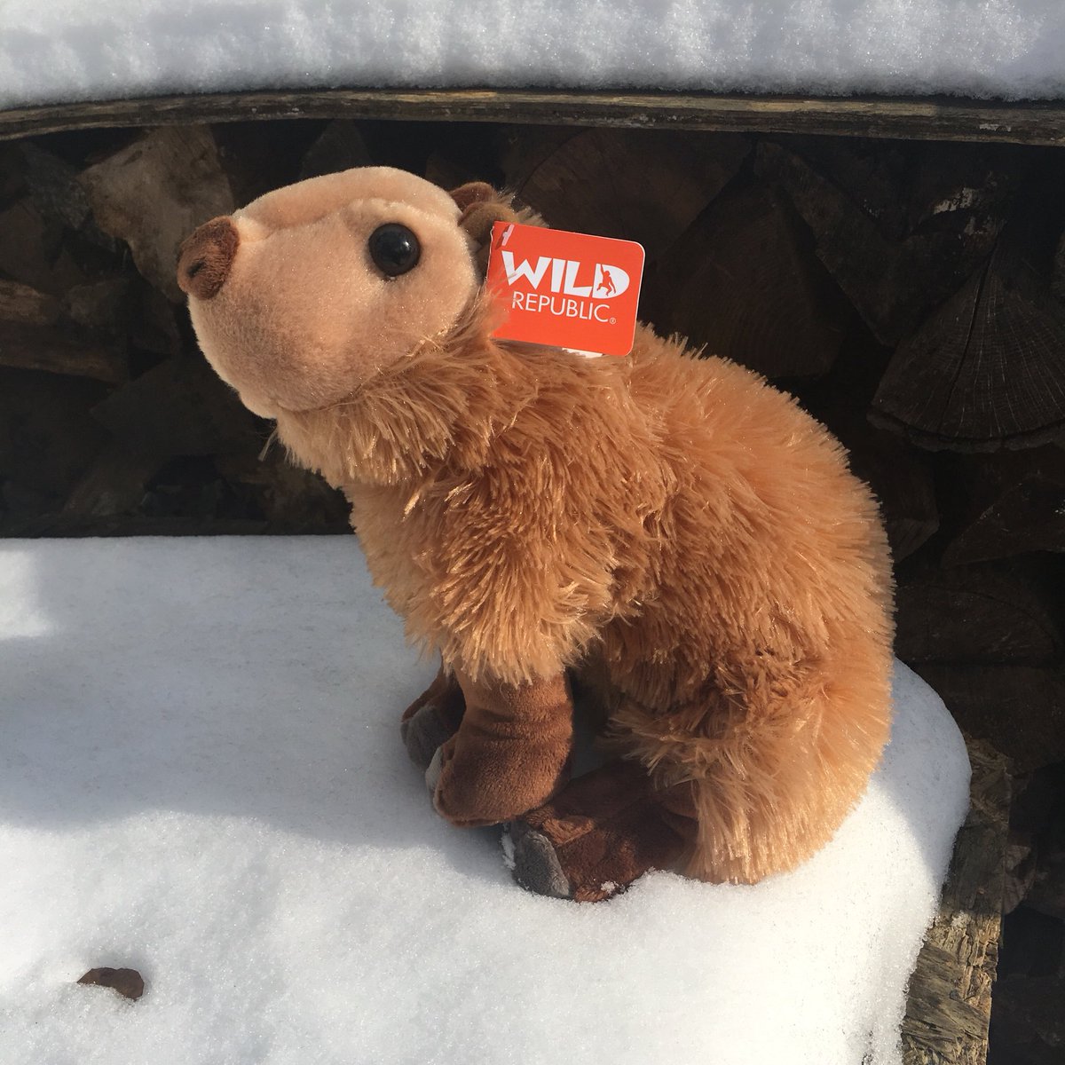 emzoticofficial's tweet photo. Thank you to @runawayplay for sending me this amazing Capybara plush from the soon to be released Nature VR game  @FlutterVR - I love her and will take good care of CapyBarbara!! ❤️😍🦋 #FlutterVR https://t.co/wLqLY7sT7v