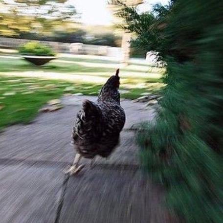 carinalpss's tweet photo. when you hear the three taps over the p.a. #lpproblems https://t.co/6xv942o9w5