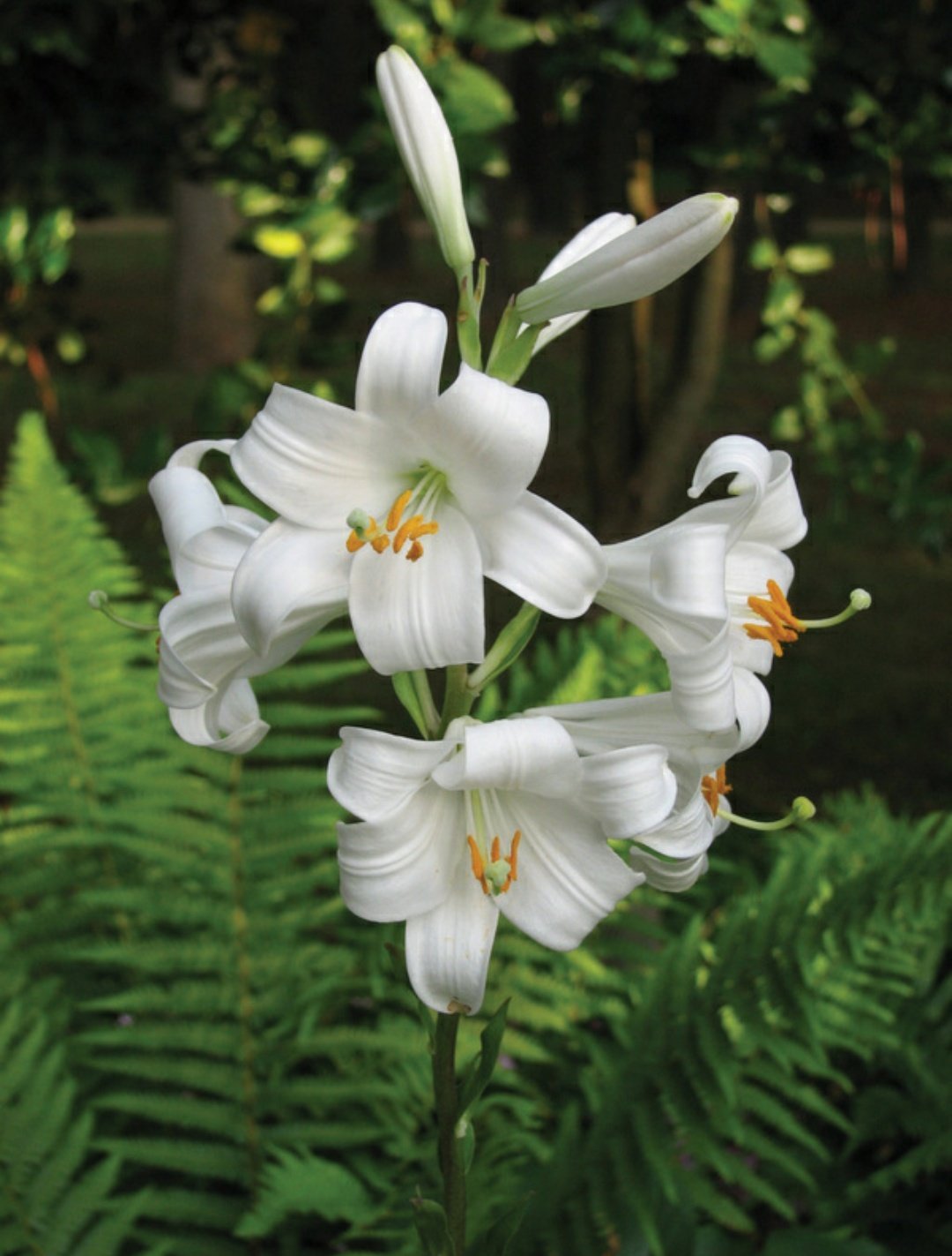 Лилия Кандидум (Lilium candidum)