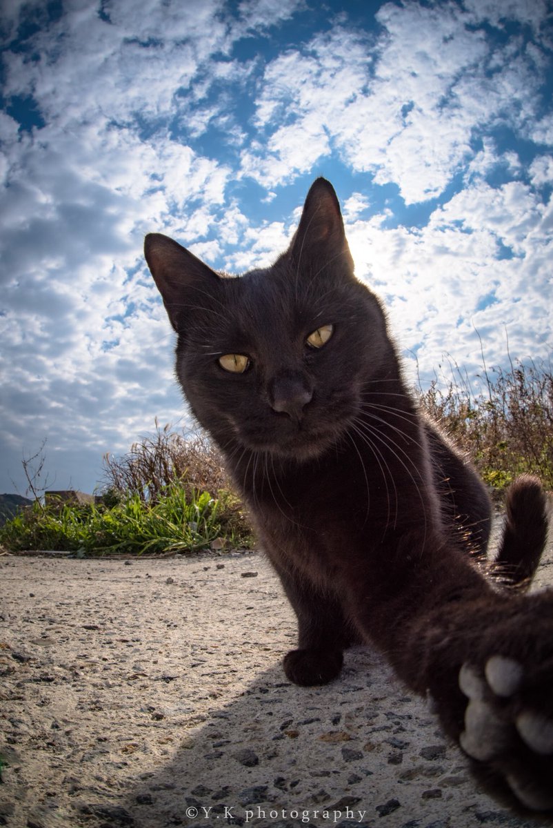 まるで乙女ゲーム イケメンな猫にキュンキュンする人が続出 ライブドアニュース まるで乙女ゲーム イケメンな猫にキュンキュンする人が続出 ライブドアニュース