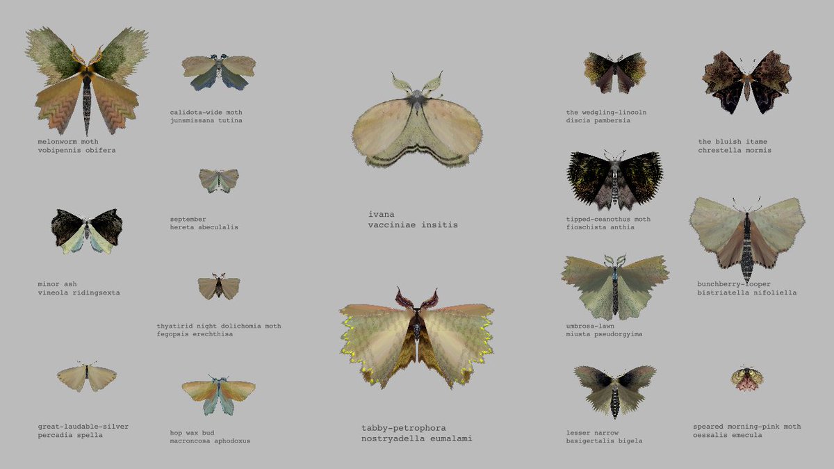 mothgenerator's tweet photo. lesser narrow
basigertalis bigela https://t.co/dWoMXsfGkA