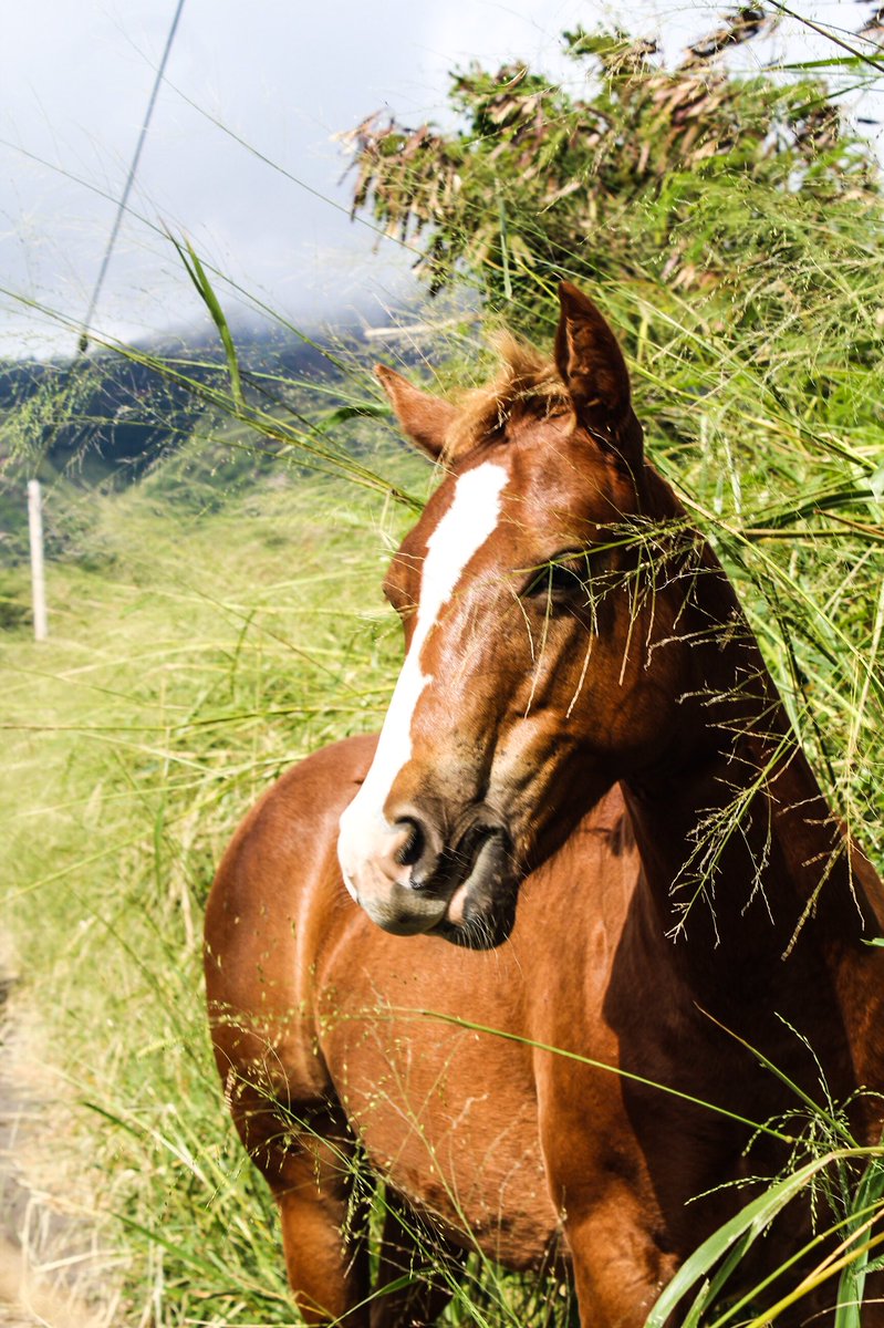 secretshawaii's tweet photo. #Kaupo #BacksideMaui #Country https://t.co/QPHOl9uvEr