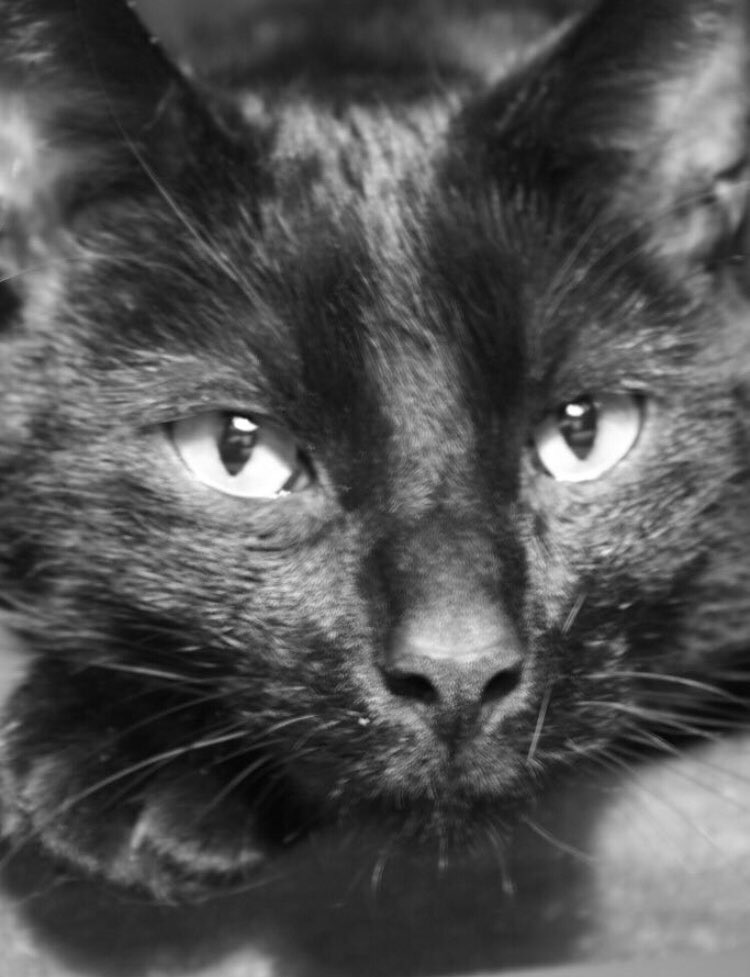 Schuchter zwarte kat genaamd Fret vermist sinds 6-12!
Venlo centrum/noord, Wachtpost. Is hij een kelderraampje of schuurtje ingeglipt? Of...