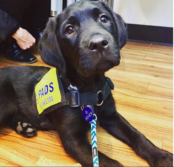 MountRoyalU's tweet photo. Puppies this week! Cuddle your final exam stress away :) Wed and Friday in Wyckham 2nd floor. 11 am - 1 pm. Stress Relief Week put on by @SAMRUBuzz https://t.co/g5f33ywkXJ https://t.co/oHT9Gyz2JE