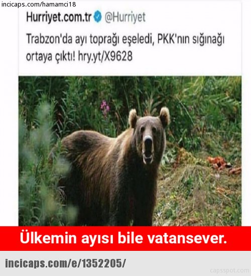 Helal olsun koca yürekli ayı..