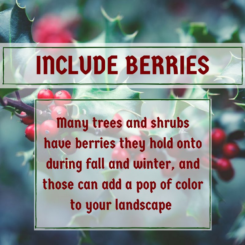 Brighten a frosty landscape with trees and shrubs that carry winter berries.