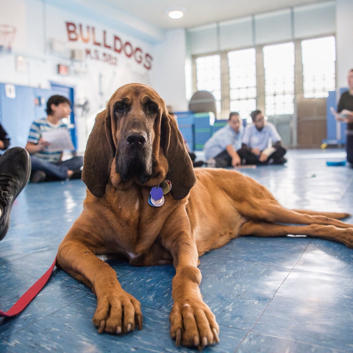 bloodhound border collie mix