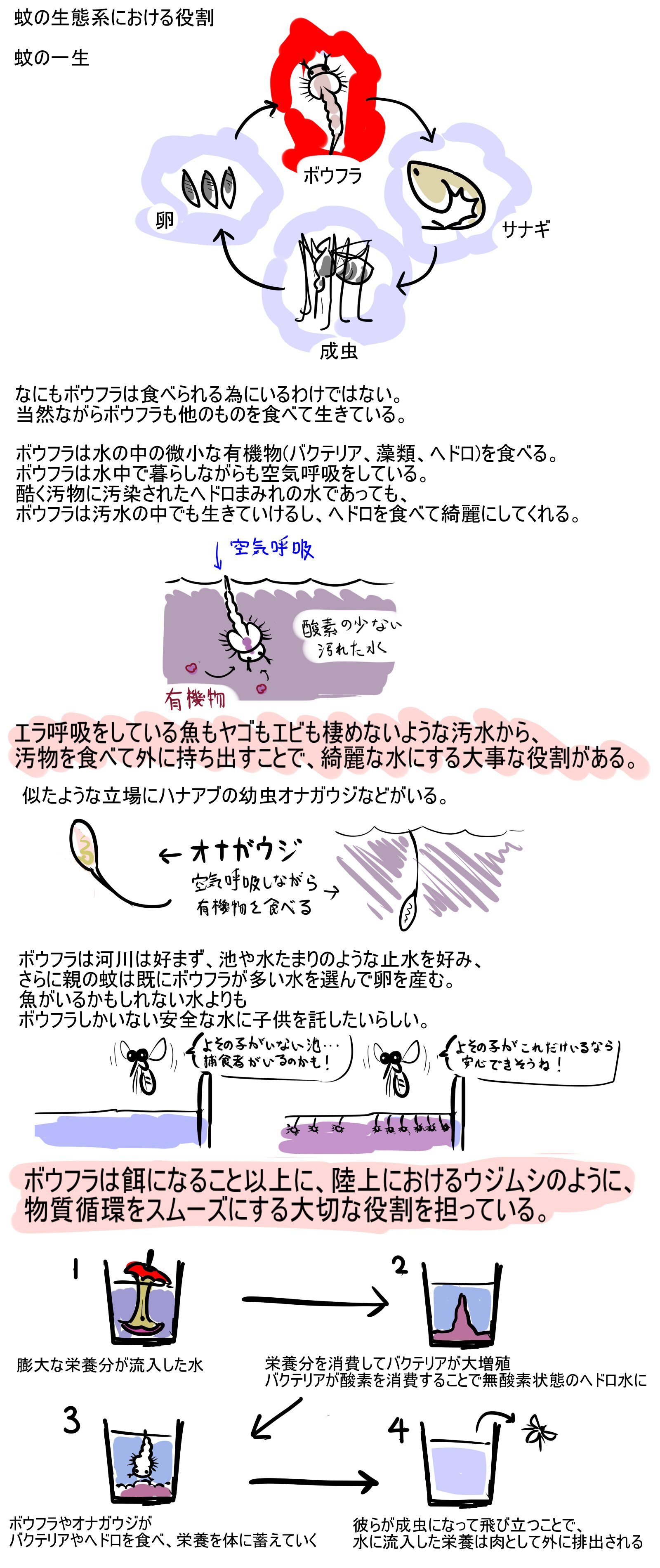 アクアンガーリック 折角なので自宅でできるボウフラ対策 蚊対策について 水を溜める必要性がある場合でも 蚊の好む水好まない水があり 好まない水作り バクテリア対策 栄養分対策が行き届いた水を作ればボウフラは湧かないよ T Co