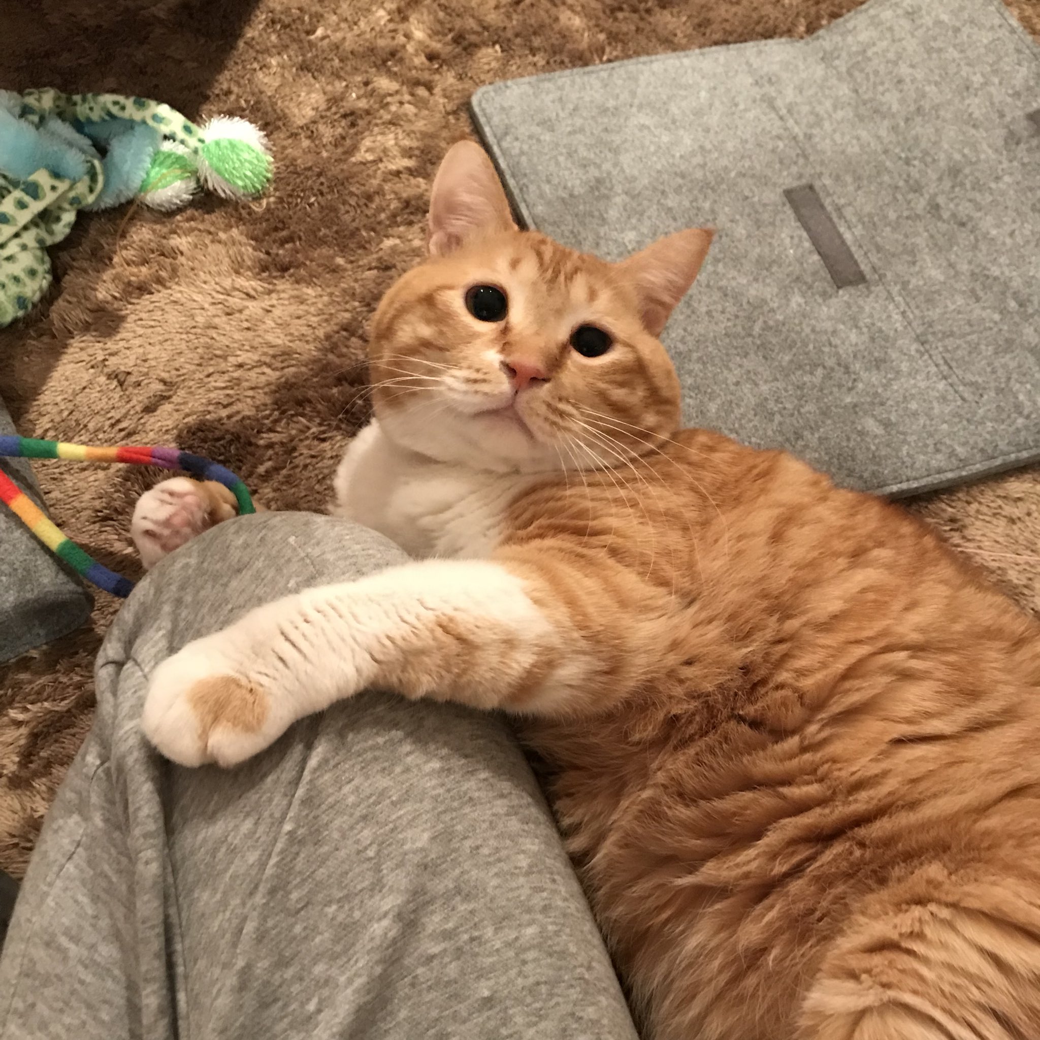 ぐっぴー@ぐぴ本 発売中 on X: \, image size:2048x2048