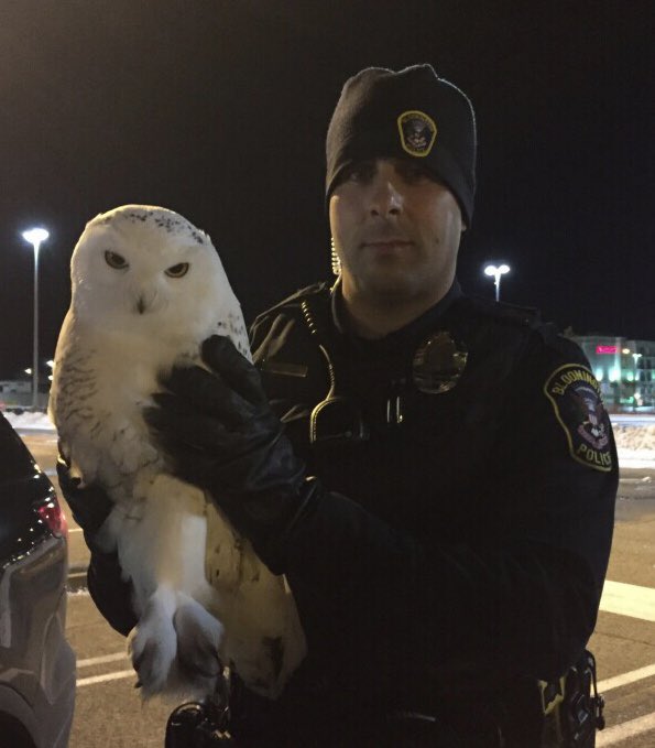 Say hi to Ofcr George &amp; his new friend. A driver had hit this owl on I494 &amp; now this beauty was lodged in the grill of the car. Ofcr George arrived &amp; was able to free the owl. Fortunately the owl only had minor injuries &amp; was transported to the Raptor Center for treatment