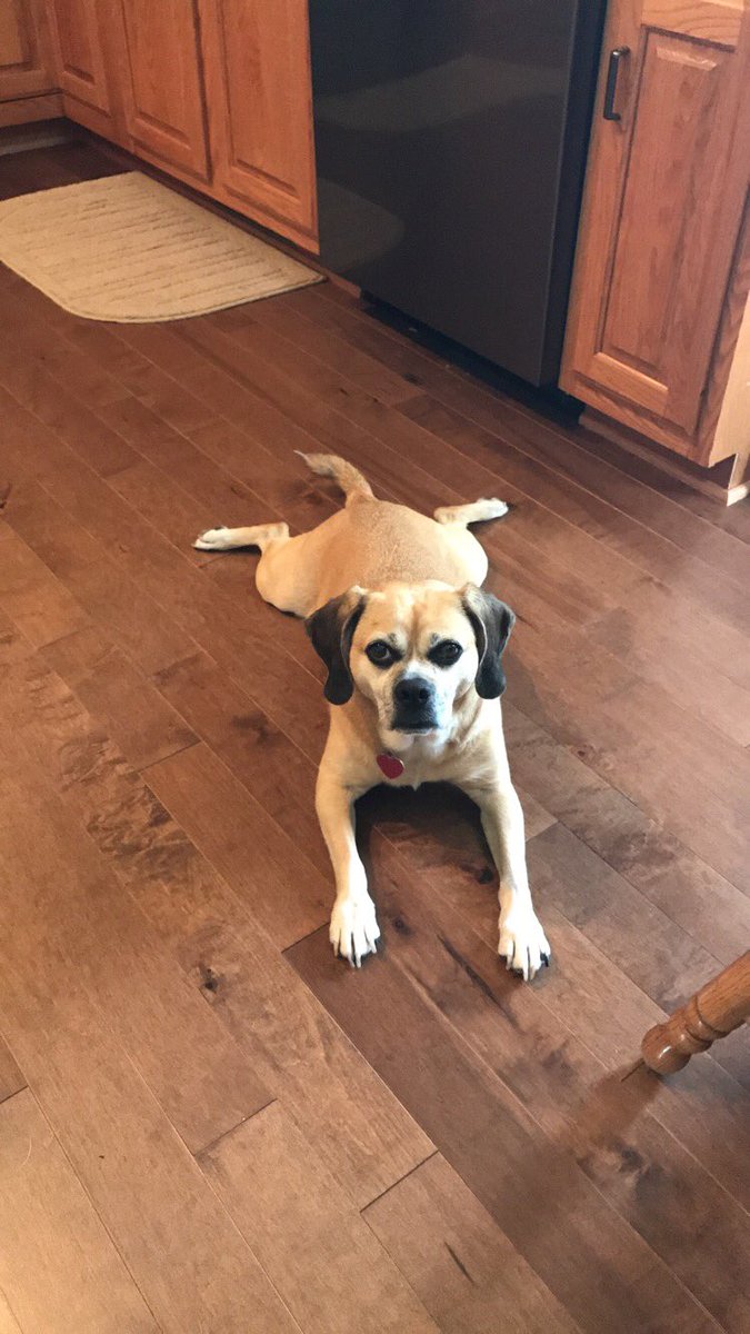 AmandaStecklein's tweet photo. HBD Ella!!!!! 🐶💕 https://t.co/E0OoMllQ3x