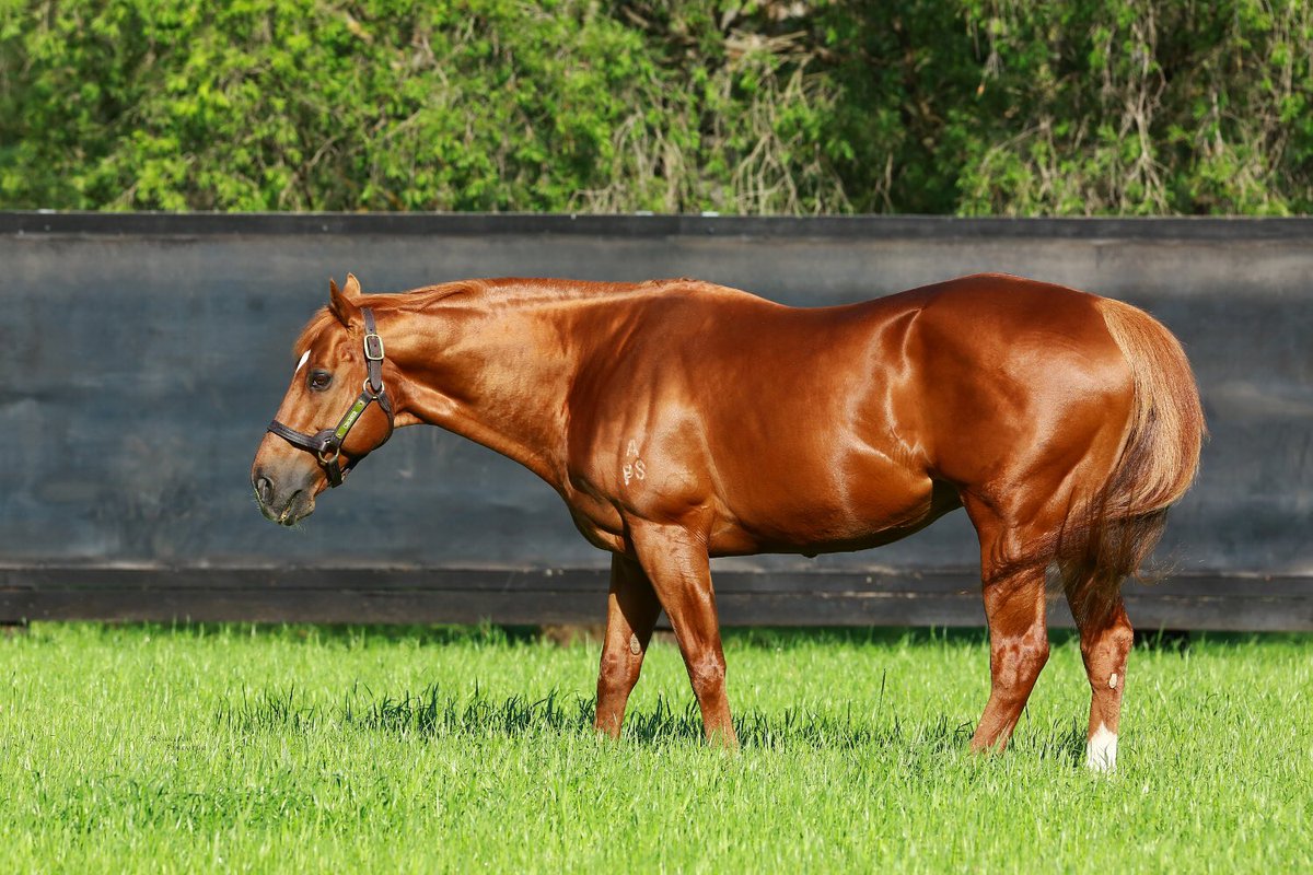 The amazing Choisir has reached the notable milestone as a sire of 1000 individual winners - A consistently top-class stallion! #CoolmoreSires #HomeOfChampions
