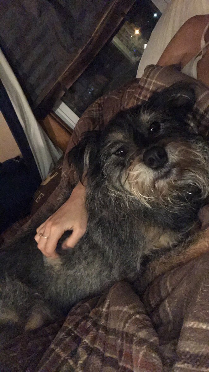 Also, a big thank you to my fur baby for being completely glued to my side all day because he knows something is wrong. He’s literally been licking the tears off of my face and won’t let me go under the covers fully. This pup has truly saved my life.