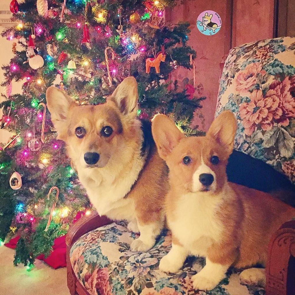 corgi_zero's tweet photo. Happy #TwoCorgiTuesday! Lucy and I put our phones down last night and enjoyed time with family... and we tried to bite each other’s faces off a lot! 😂 #BoxingDay #ItsStillTheHolidaysRight #SisfursFromOtherMisfurs #ChristmasLove #CorgiLove #SoMuchLove… https://t.co/ArC4uk96Pd https://t.co/u02TDZBuKg