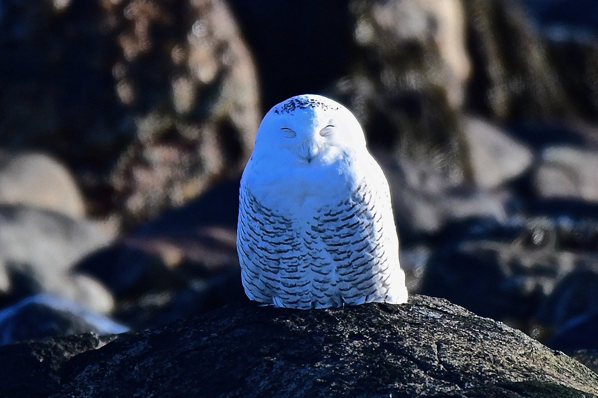 Rich2011storm's tweet photo. @ScottLaPrade Snowy Owls (AKA @TMar15 animal spirit ) not a high energy animal @Photo2ography @Bri9801 #GoodDay #EffingCold https://t.co/4FCwXslLBg