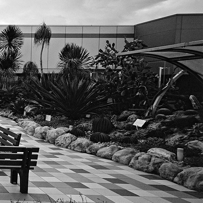 fototheque's tweet photo. Changi Airport Cactus Garden i #singapore #changiairport  #xpan #believeinfilm #film #filmisnotdead #filmphotography #ishootfilm #filmcamera #buyfilmnotmegapixels #istillshootfilm #shootfilm #filmphoto #photography #superwideangle #ultrawideangle #hassel… https://t.co/HOKTfTx3jS https://t.co/yKmLFo5cpS