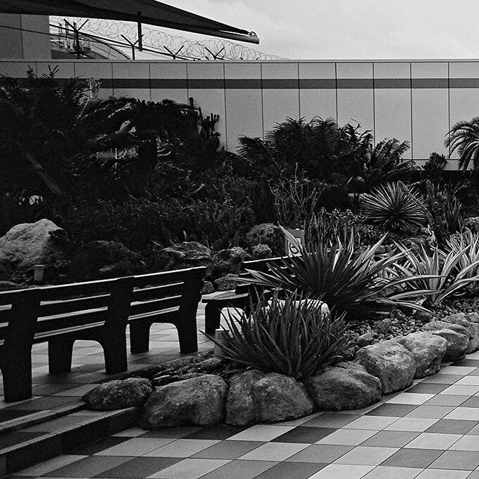 fototheque's tweet photo. Changi Airport Cactus Garden i #singapore #changiairport  #xpan #believeinfilm #film #filmisnotdead #filmphotography #ishootfilm #filmcamera #buyfilmnotmegapixels #istillshootfilm #shootfilm #filmphoto #photography #superwideangle #ultrawideangle #hassel… https://t.co/ppzTYL5ujq https://t.co/EoEqYCZztH