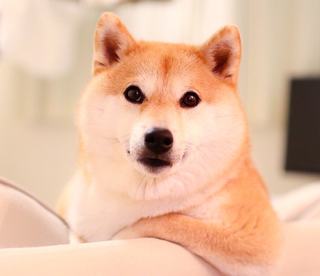 にじへい2 On Twitter 有岡大貴が犬だったら あ 雨降ってきたよ ん 大変っ 洗濯物入れなきゃ ありがとね とんでもないっ よいしょっと うーん どうしよっか お散歩 ん なになに 珍しいね 甘えてくるなんて いーよ お散歩できなくても