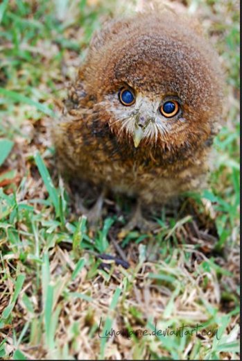 Animalslover14's tweet photo. https://t.co/fKGrkgfP4H