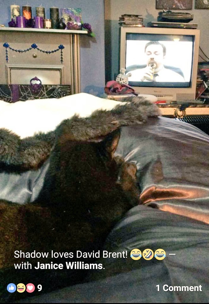 OllieFangClub's tweet photo. My furry nephew Shadow loves watching your Dad @myleftfang!! Plus, he's also a #HideNSeekChamp too, where is he?!! @rickygervais
๐บ๐ฑ๐บ https://t.co/qvqgr9CFby