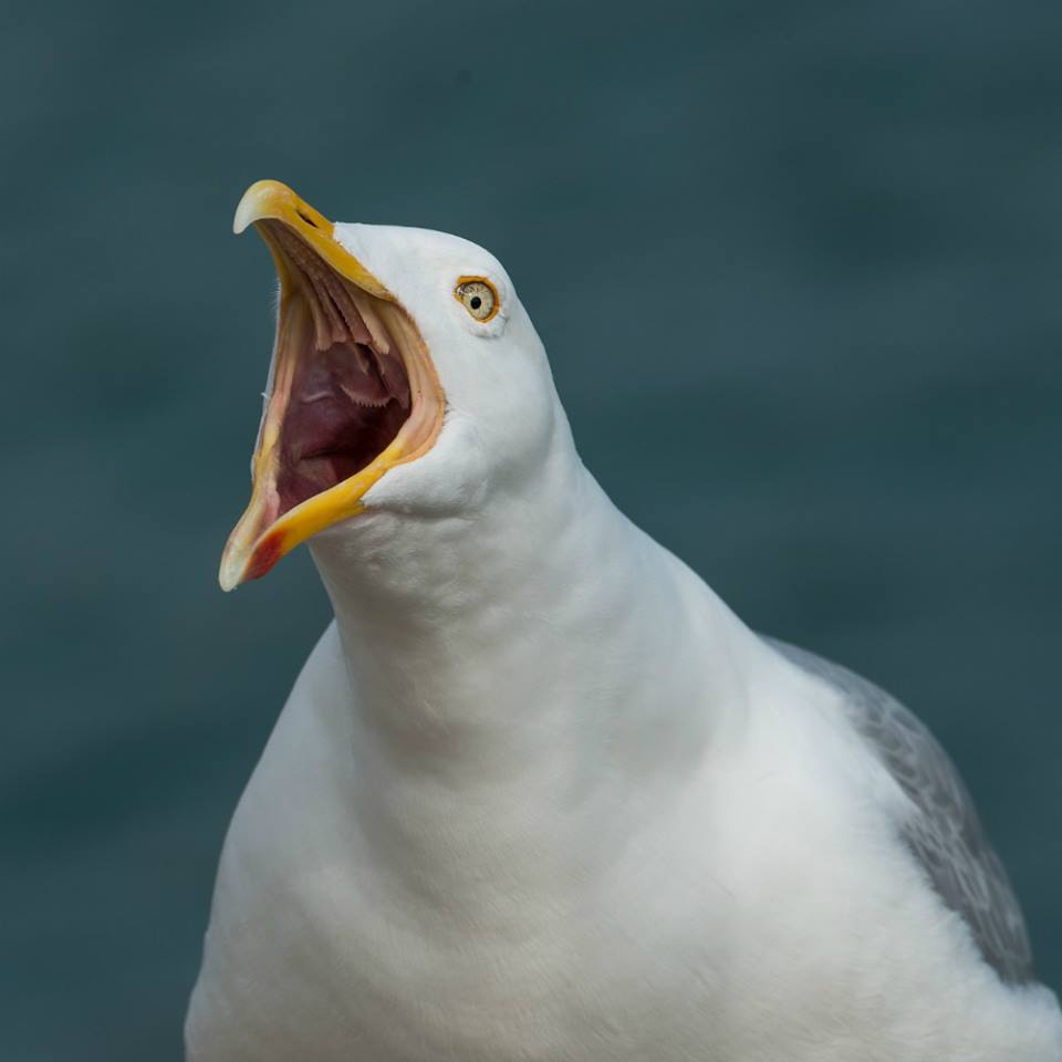 SussexUni's tweet photo. Who's looking forward to their #turkeyleftover sandwich/ #BoxingDay falafel wrap? 😋 Make sure you guard it from those pesky seagulls and/or sneaky family members! 😂 https://t.co/LBXDA2uWWz
