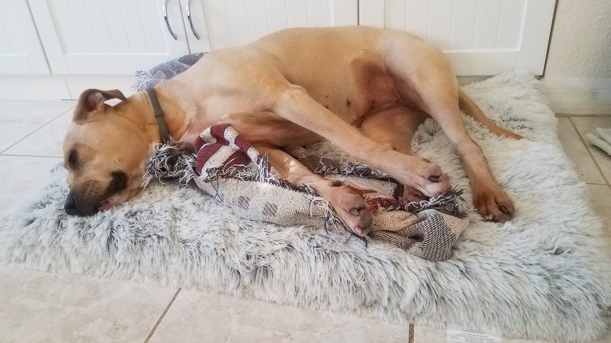 KaraCasting's tweet photo. We hope you all had a very Merry Christmas! We spent the day off of social media and spoiled our dog rotten with the fluffiest bed ever! #mansbestfriend #MerryCristmas #BirthofChrist #dayoff #family https://t.co/nG2OB2CGVV